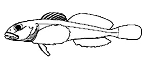 Familia Cottidae.jpg